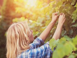 Winzerin pflegt ihre Trauben im Weingarten
