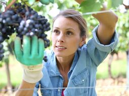 Betriebsunterbrechung Winzerin im Weingarten
