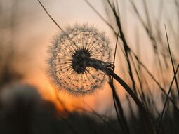 Dunkle Silhouette einer Blume vor Sonnenuntergang